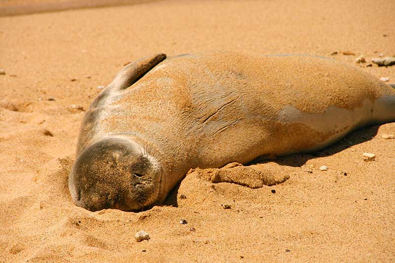 Foca Poipu Beach