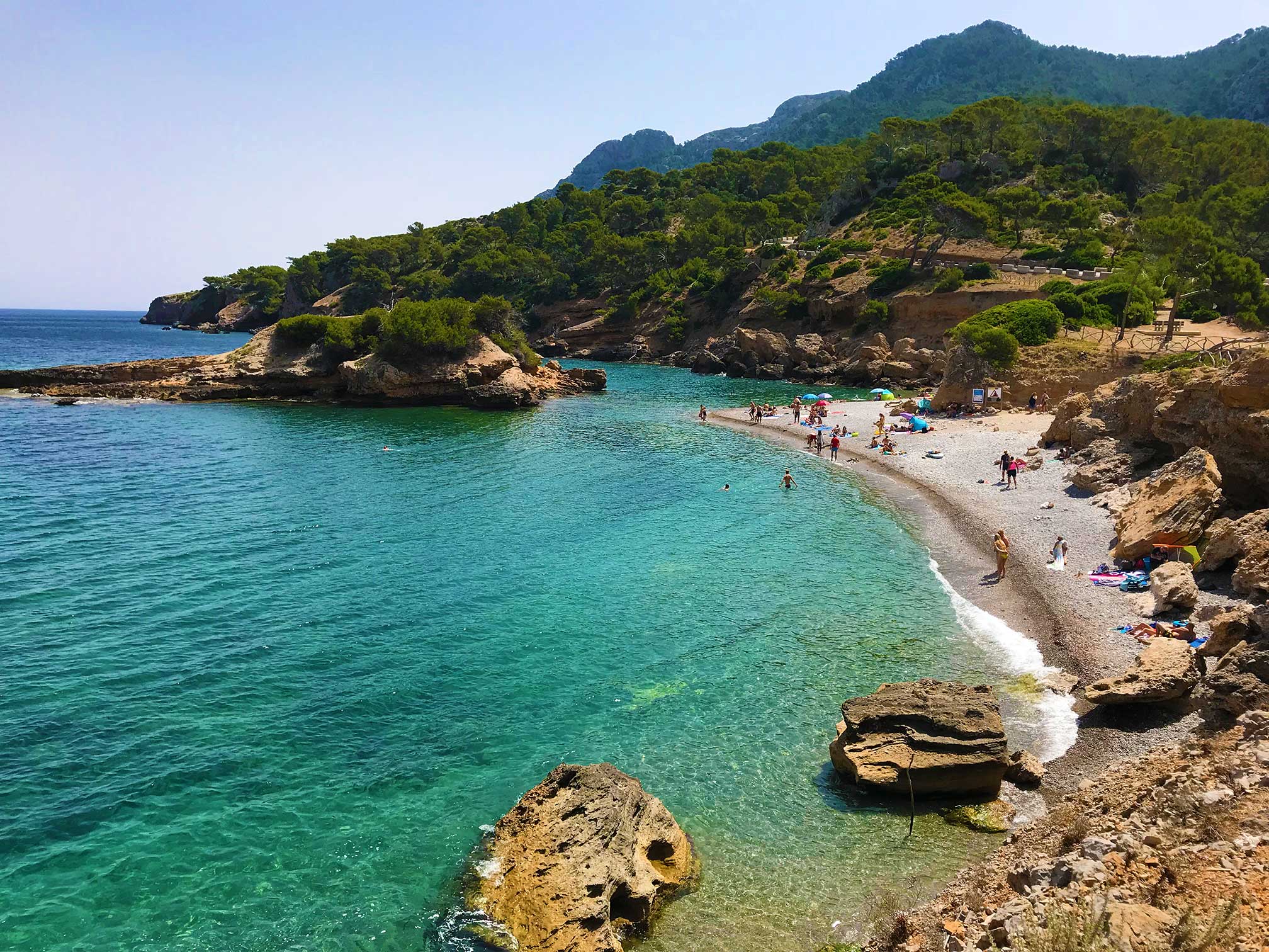 maiorca punta llarga